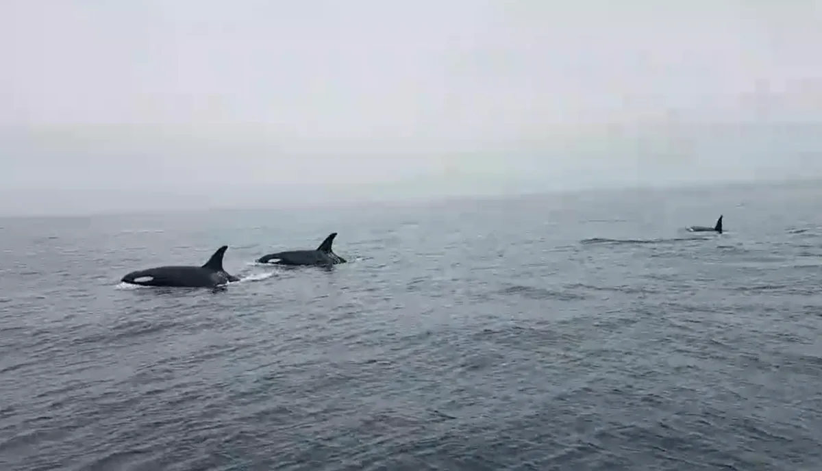バンクーバー島沖を泳ぐオルカたち
