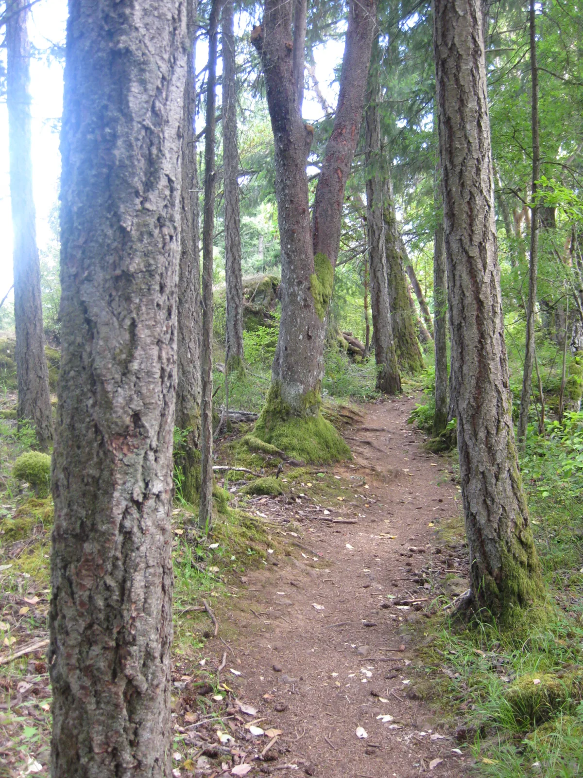 木の根が地表に張り出したマウント・フィンレイソンの登山道と苔むした杉林