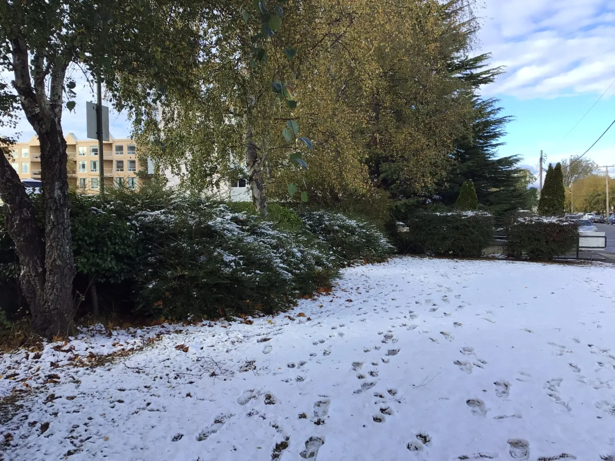 ビクトリアに雪は降る？冬の気候と暮らしの実態
